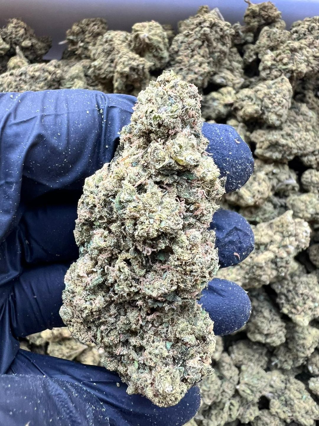 CBD FLOWER BUBBLE GUM