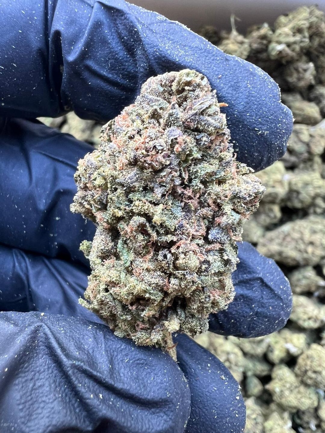 CBD BLOEM MANGO HAZE