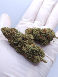 FLOR DE CBD LIMONADE SHERBET