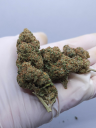 CBD FLOWER WHITE CANDY