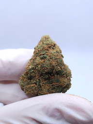 CBD BLÜTE MIMOSA
