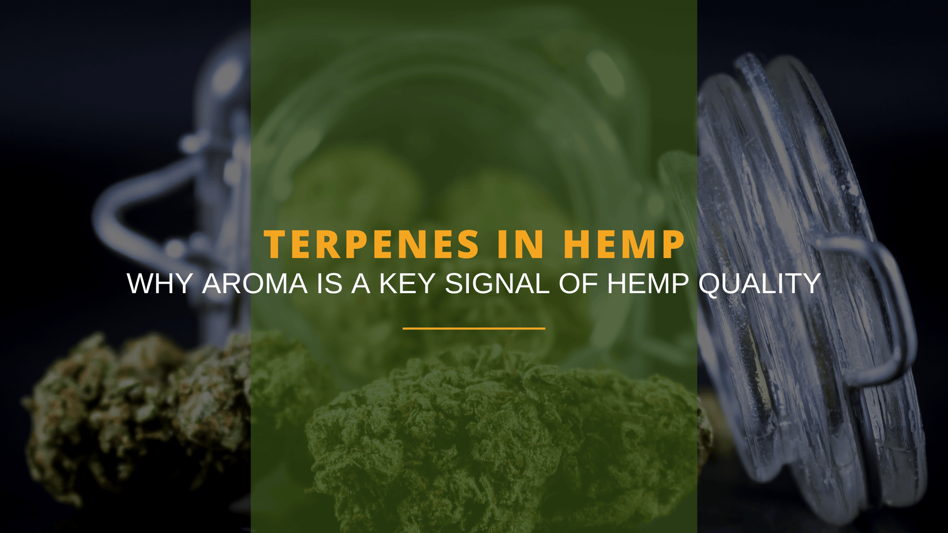 Terpeni nella Canapa: Aroma, Qualità e Profili Terpenici Spiegati