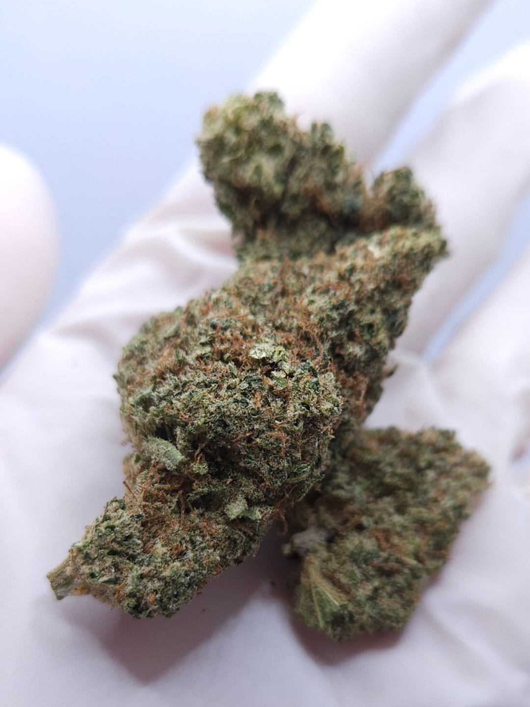 CBD FLOWER ORANGELLO